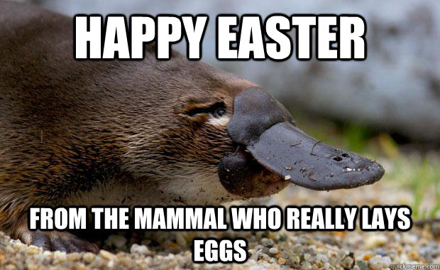 Happy Easter Platypus