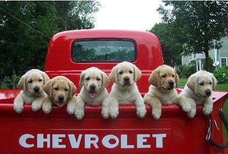 dogs in a Chevy Truck