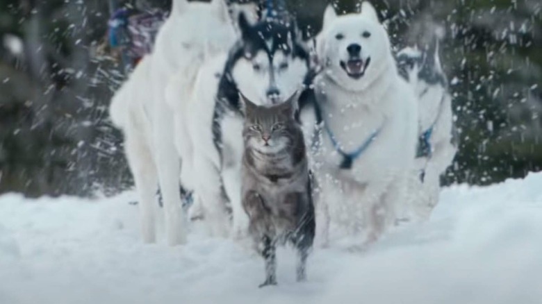 Walter the Cat leads the pack!